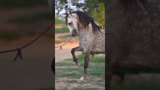 Arabic Stylish Dance arabicdance horsefun stylishdance arabicmusic horseflygaming horsefight [upl. by Agace]