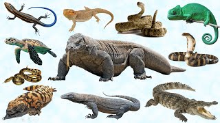 Basic English Reptiles Name [upl. by Christoper222]