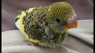 Handfeeding a baby budgie Simple tips to hand feed your baby bird [upl. by Thomasina]