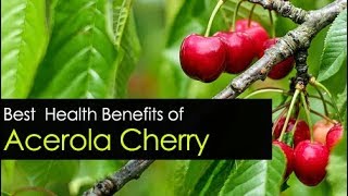 Acerola Cherry Benefits  Powder Extract and Seeds [upl. by Danuloff191]