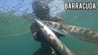 Barracuda avı yakala pişir 🐟 Muhteşem Çıtır kabak tarifi [upl. by Borchert999]