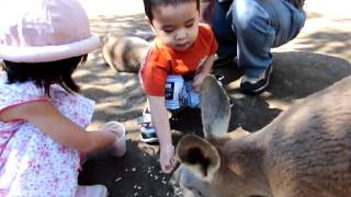 Kangaroo Feeding at Currumbin Wildlife Sanctuary [upl. by Regina192]