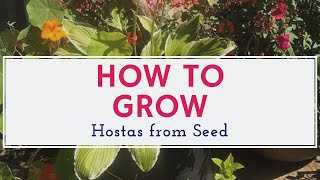 How to Prep Your Hostas for the Winter 2021 [upl. by Amaral]