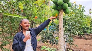 Meyer lemons HASS Avocados Navel oranges Tamarillo apples Papaya etc farming Birds challenge [upl. by Boak]