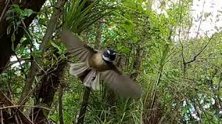 The New Zealand Fantail flying in slow motion showing how they stabilize their head [upl. by Lledo]