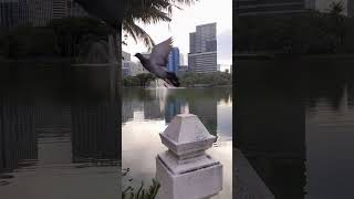 Lumpini Park Bangkok thailand lumpinipark allaho subhanallah allahuakbar [upl. by Menken273]