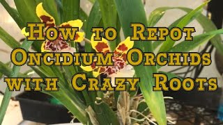 Oncidium Orchids Care How to Repot an Oncidium Orchid with Crazy Roots [upl. by Valentin]