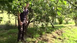 Supporting heavy cropping Apple Trees  Making Progs [upl. by Kevyn]