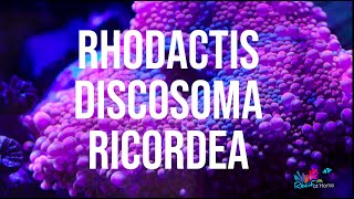 Ces coraux sont assez faciles  Ricordea Rhodactis Discosoma [upl. by Helsa879]