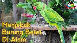 CANGGIH Cara Menjebak Burung Betet Di Alam Liar [upl. by Boucher16]