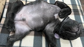 The French Bulldog puppy is just going crazy [upl. by Chappelka]