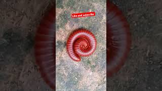 Insects walk earthworms leech earthworm insects fauna [upl. by Atsugua]