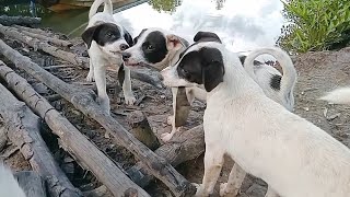 tug of war game of puppies 🐕 [upl. by Jerold]