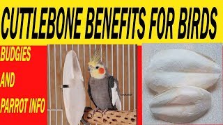 Cuttlebone for birds  cuttlebone for budgies  Benefits of cuttlebone for birds [upl. by Sivartal]