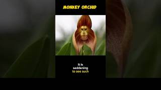 Monkey face Orchids [upl. by Adikram]