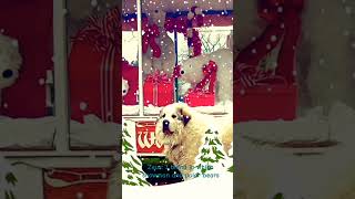 Zeus he blends in with snowmen and polar Christmas dogbig fluffy white dog [upl. by Iana]