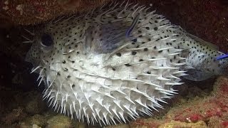 Pufferfishes Boxfishes amp Porcupinefishes  Reef Life of the Andaman  Part 11 [upl. by Yddub]