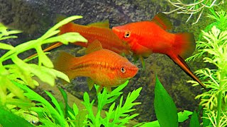 HOW TO GET SWORDTAILS TO BREED HOW TO BREED SWORDTAIL FISH [upl. by Tennes]