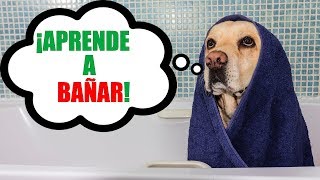 Cómo BAÑAR a un PERRO fácil rápido y sin MIEDOS 100 EFECTIVO [upl. by Noreh]