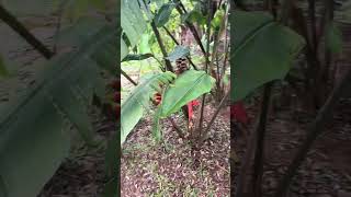 Cannas Musas e Heliconias no jardim floresta  Habitat Brasileiro plantas heliconia musa canna [upl. by Sancho]