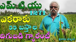 రైతుకు భారీ దిగుబడి  MTU 1271 Paddy  ఎకరాకు 55 బస్తాల దిగుబడి గ్యారంటీ  శ్రీకారం ఫార్మింగ్ [upl. by Bussey]