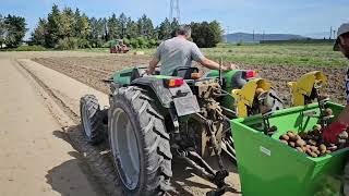 Nôtre saison de patate 2024 de la plantation à le récolte [upl. by Nolubez]