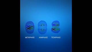 Cell Division  Meiosis [upl. by Lacym]