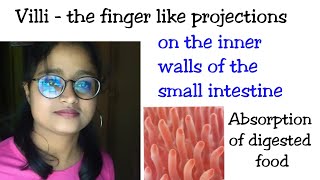 Villi  Absorption of food in small intestine site of complete digestion of food sit of absorption [upl. by Zel]