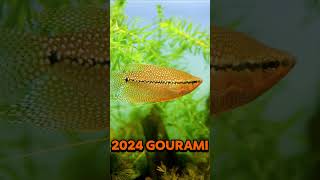 2024 gourami and 5000bce gourami ll Noob Animals ll edit today new animals trending [upl. by Eerahs]