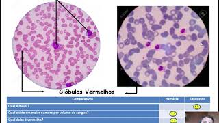 Células Sanguíneas em Microscopia Óptica [upl. by Christopher]