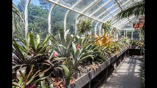 Bromeliad amp Tillandsia Tips TPIE—Part 2 — Plant One On Me — Ep 056 [upl. by Sontag]