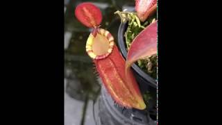 Nepenthes ampullaria x spectabilis x talangensis BE3738 [upl. by Ysteb]