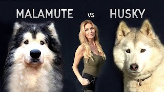 GIANT ALASKAN MALAMUTE Versus THE SIBERIAN HUSKY DOG [upl. by Haisej]