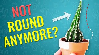 THIS IS WHY CACTUS STRETCHES and BECOMES UGLY How to prevent cactus etiolation [upl. by Zevahc679]