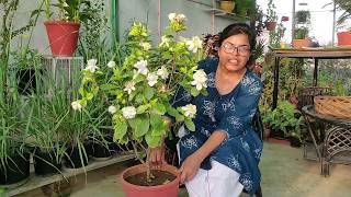 Gandhraj I Gardenia plant care क्यों आते हैं ढेरों फूल गंधराज में [upl. by Iris560]