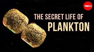 The Secret Life of Plankton [upl. by Elise]