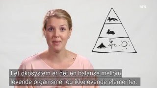 Hva er økosystem Video fra Cicero er bare sprøyt [upl. by Nino446]