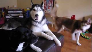 Ask Mishka the Talking Husky Are 3 Dogs Too Much [upl. by Ttennaej848]