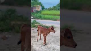 Engal veetu irattai pen kandru kutty atrocities 🤩🐮 shortsfeed shorts [upl. by Boyd]