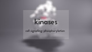 Cell signalling kinases amp phosphorylation [upl. by Lienet]