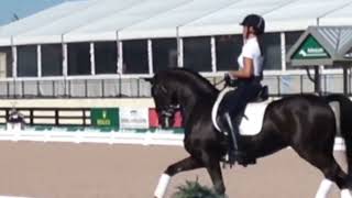 Debbie McDonald Robert Dover amp Lauren Sammis Schooling The Piaffe and Passage in Dressage [upl. by Esyli]