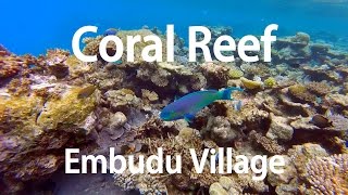 Coral Reef of Embudu Village  Maldives [upl. by Nodlew]