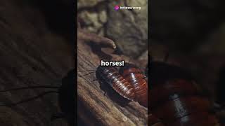 Cockroaches The Headless Survivors wildanimalfacts cockroaches invideoai naturecuriosities [upl. by Gary227]