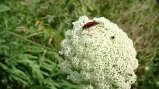 ノラニンジン野良人参 wild carrot daucus carota ＠札幌 japan [upl. by Eddie]