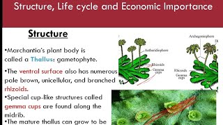 Unit 92 Marchantia Structure Life cycle and Economic importancetscmavisecond papervideo [upl. by Areehs443]