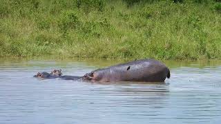 Hippos in Tanzania היפואים בטנזניה [upl. by Figge]