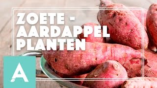 Zoete aardappel planten  Grow Cook Eat 21 [upl. by Inihor109]