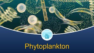 Marine Biology at Home 4 Phytoplankton [upl. by Schalles]