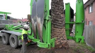 Arborco Palm Tree Transplanting [upl. by Montagu]