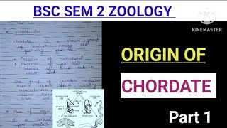 ORIGIN OF CHORDATE part 1 Easy notes with explanation zoologynotes bbmku vbu [upl. by Asim802]